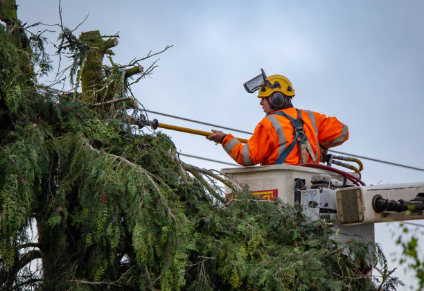 Reliable Benson, NC Tree Care Solutions